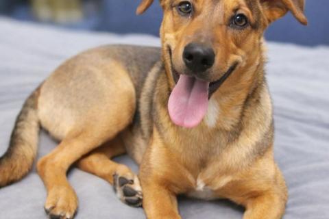 В дар собаку. Чудесный 5 мес щенок Ричи ищет семью!. Фото1