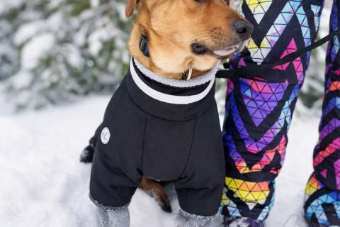 В дар собаку. Чудесный 5 мес щенок Ричи ищет семью!. Фото4