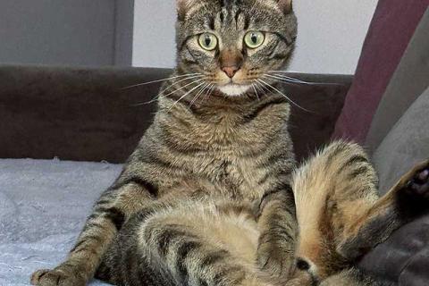 В дар кошку. Ищет дом кот, который умеет любить. Фото1