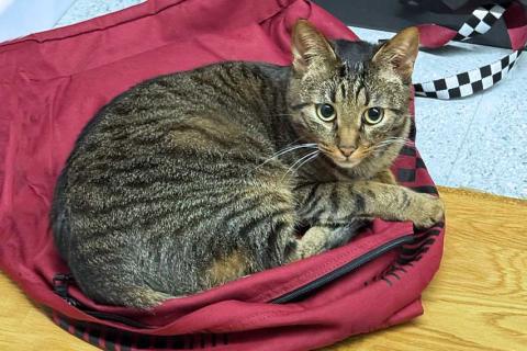 В дар кошку. Ищет дом кот, который умеет любить. Фото2