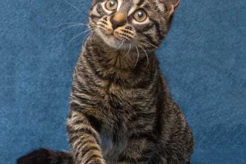 В дар кошку. Ласковый и нежный малыш Тигрик ищет дом и любящее сердце . Фото1