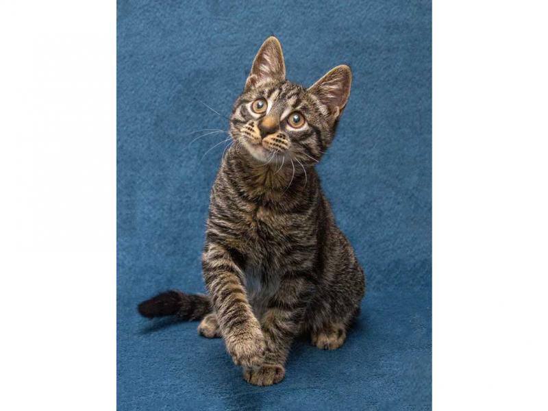 В дар кошку