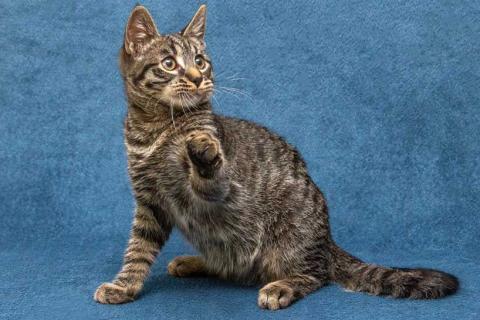 В дар кошку. Ласковый и нежный малыш Тигрик ищет дом и любящее сердце . Фото4