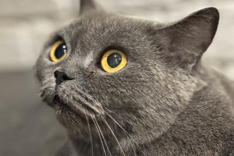 В дар кошку. Британская кошка Мэгги в добрые руки. Фото2