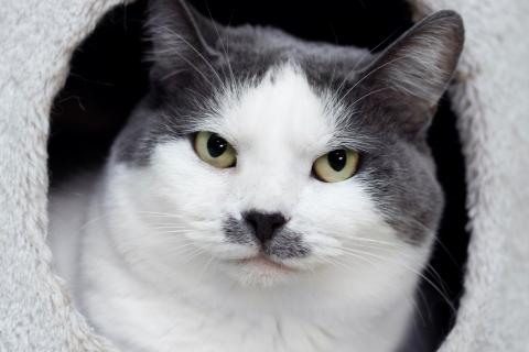 В дар кошку. Ласковая и спокойная кошечка Василиса в дар. Фото3