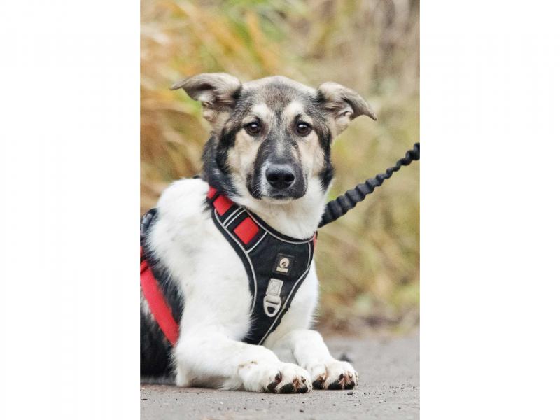 В дар собаку