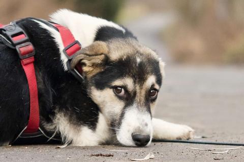 В дар собаку. Меня зовут Джерри, и я ищу семью, где буду любим и счастлив. Фото3