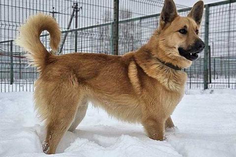 В дар собаку. Красивый, умный молодой домашний пес Майор ищет дом. Фото1