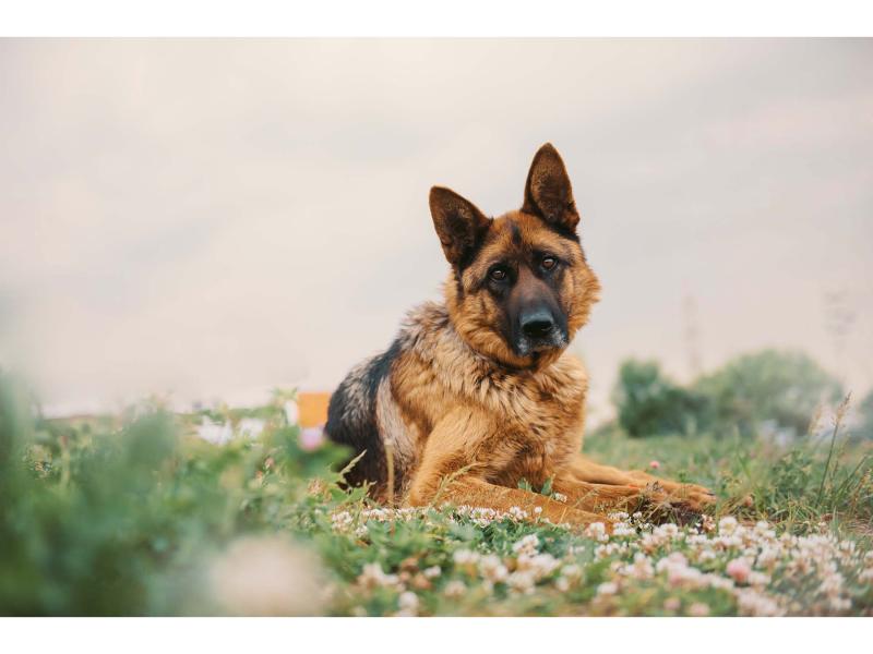 В дар собаку