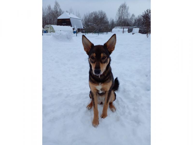 В дар собаку