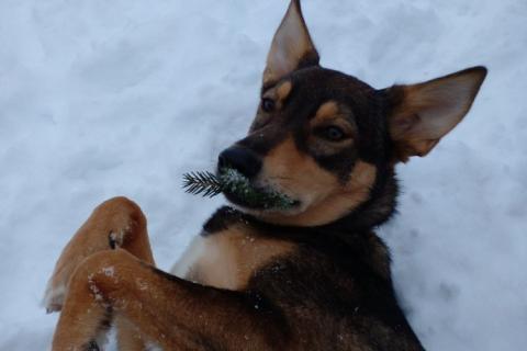 В дар собаку. Девочка с умным выразительным взглядом Рита. Фото4