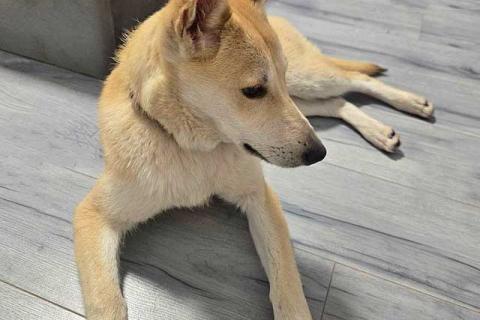 В дар собаку. Умнейшая домашняя некрупная собачка-подросток Чапа ищет дом. Фото1