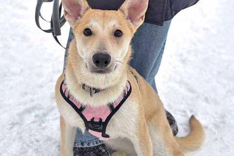 В дар собаку. Умнейшая домашняя некрупная собачка-подросток Чапа ищет дом. Фото3