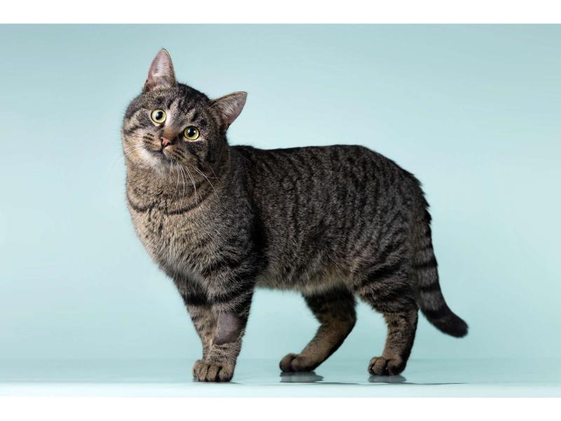 В дар кошку