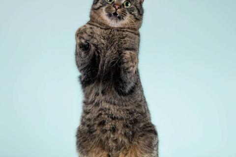 В дар кошку. Ищет дом шикарный, молодой кот Капитан! Ласково — Тоша. Фото3