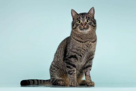 В дар кошку. Ищет дом шикарный, молодой кот Капитан! Ласково — Тоша. Фото4