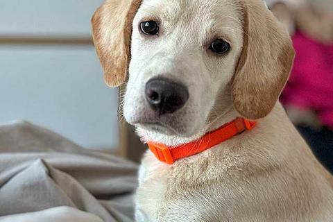 В дар собаку. Ищет дом Баки — солнечный щенок, метис бигля . Фото1