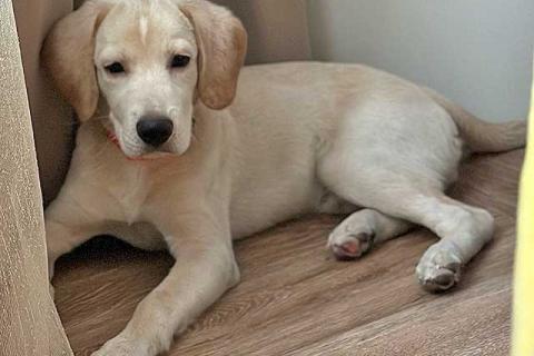 В дар собаку. Ищет дом Баки — солнечный щенок, метис бигля . Фото3