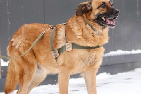 В дар собаку. Благодарный добряк пёс Родман в приюте. Фото4