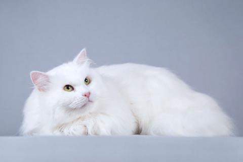 В дар кошку. Ласковый ангорский кот Сахарок в добрые руки. Фото2