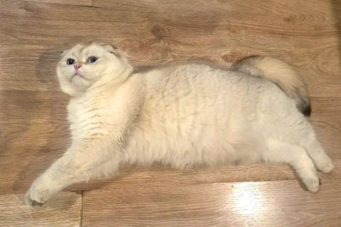 В дар кошку. Уютный вислоухий пухляш котик Эхнатон. Фото2