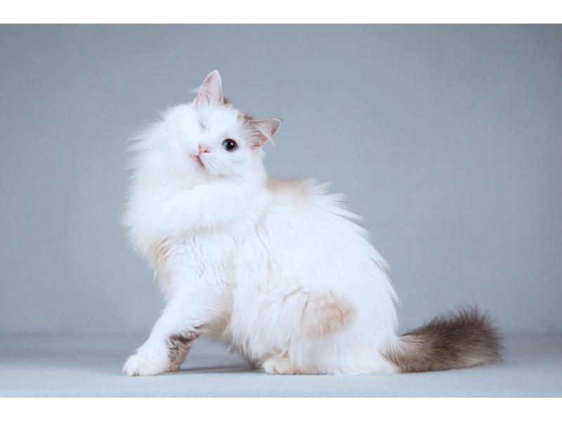 В дар кошку