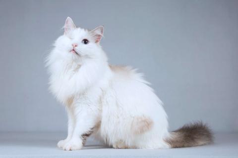 В дар кошку. Нежная ласковая кошечка Беатриче в добрые руки. Фото2