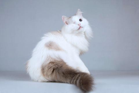 В дар кошку. Нежная ласковая кошечка Беатриче в добрые руки. Фото3