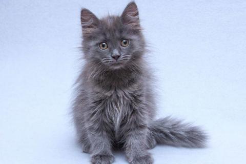 В дар кошку. Три пушистых котёнка в добрые руки. Фото4