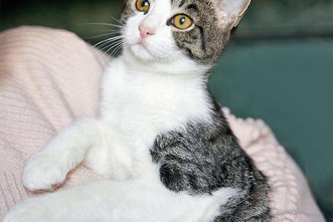 В дар кошку. Трогательный, нежный котенок-подросток Месси ищет дом. Фото1