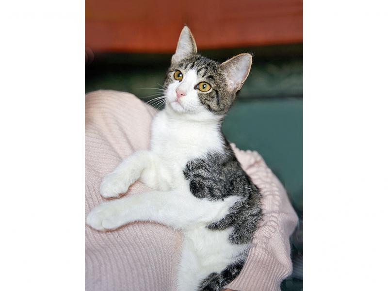 В дар кошку