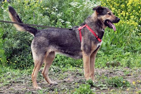 В дар собаку. Бара — собака, которая слишком долго ждёт своего человека . Фото1