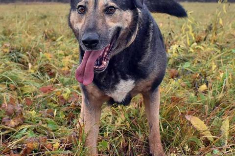 В дар собаку. Бара — собака, которая слишком долго ждёт своего человека . Фото3