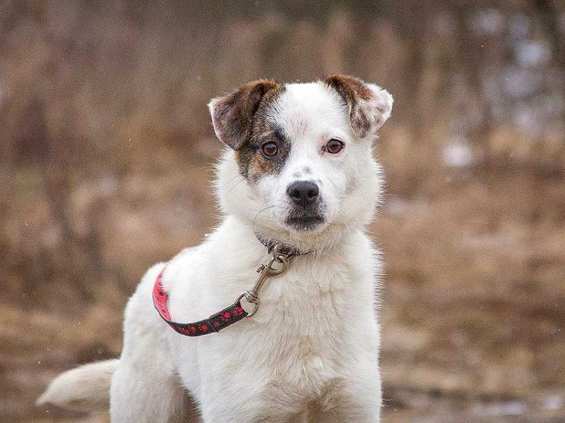 В дар собаку