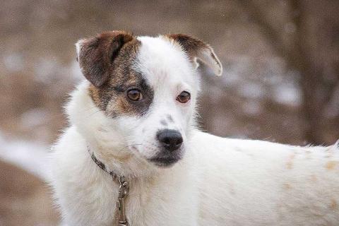 В дар собаку. Миниатюрная диванная собачка Дафи ищет дом. Фото4