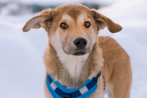 В дар собаку. Рыжий спокойный щенок Кавказ в добрые руки. Фото2
