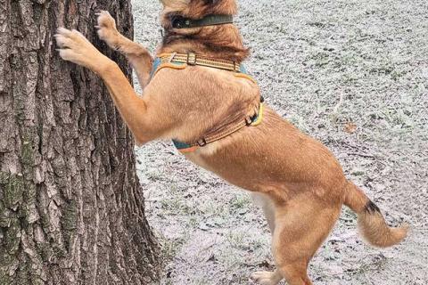 В дар собаку. Солнечный пес-компаньон Джек ищет дом . Фото3