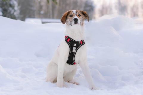 В дар собаку. Ищет дом маленькая белая принцесса. Фото2