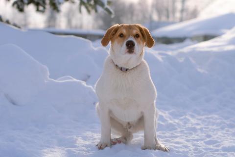 В дар собаку. Белый щенок Дин от папы-алабая ищет дом. Фото1