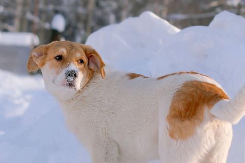 В дар собаку. Белый щенок Дин от папы-алабая ищет дом. Фото2