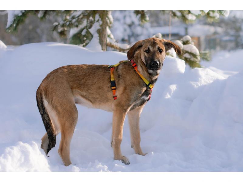 В дар собаку