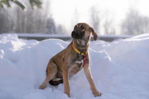 В дар собаку. Нежная и трепетная девочка Дина очень ждет свою маму. Фото4