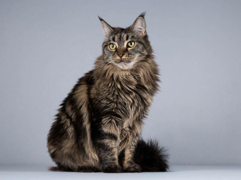 В дар кошку