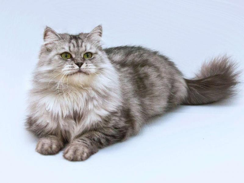 В дар кошку