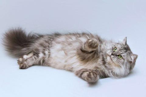 В дар кошку. Ласковая пушистая кошка Мисо в добрые руки. Фото3