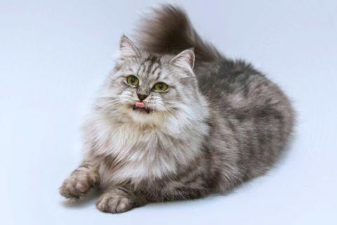 В дар кошку. Ласковая пушистая кошка Мисо в добрые руки. Фото4