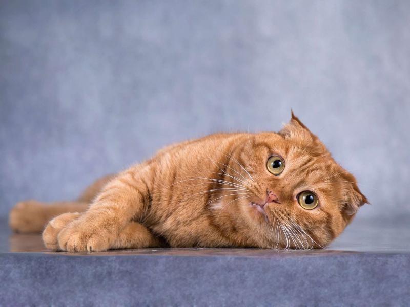 В дар кошку