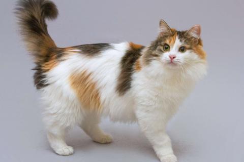 В дар кошку. Трёхцветная пушистая красавица Липа в добрые руки. Фото1