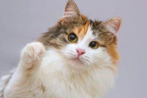 В дар кошку. Трёхцветная пушистая красавица Липа в добрые руки. Фото2