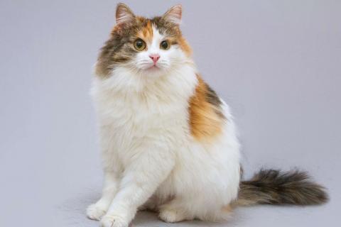 В дар кошку. Трёхцветная пушистая красавица Липа в добрые руки. Фото3